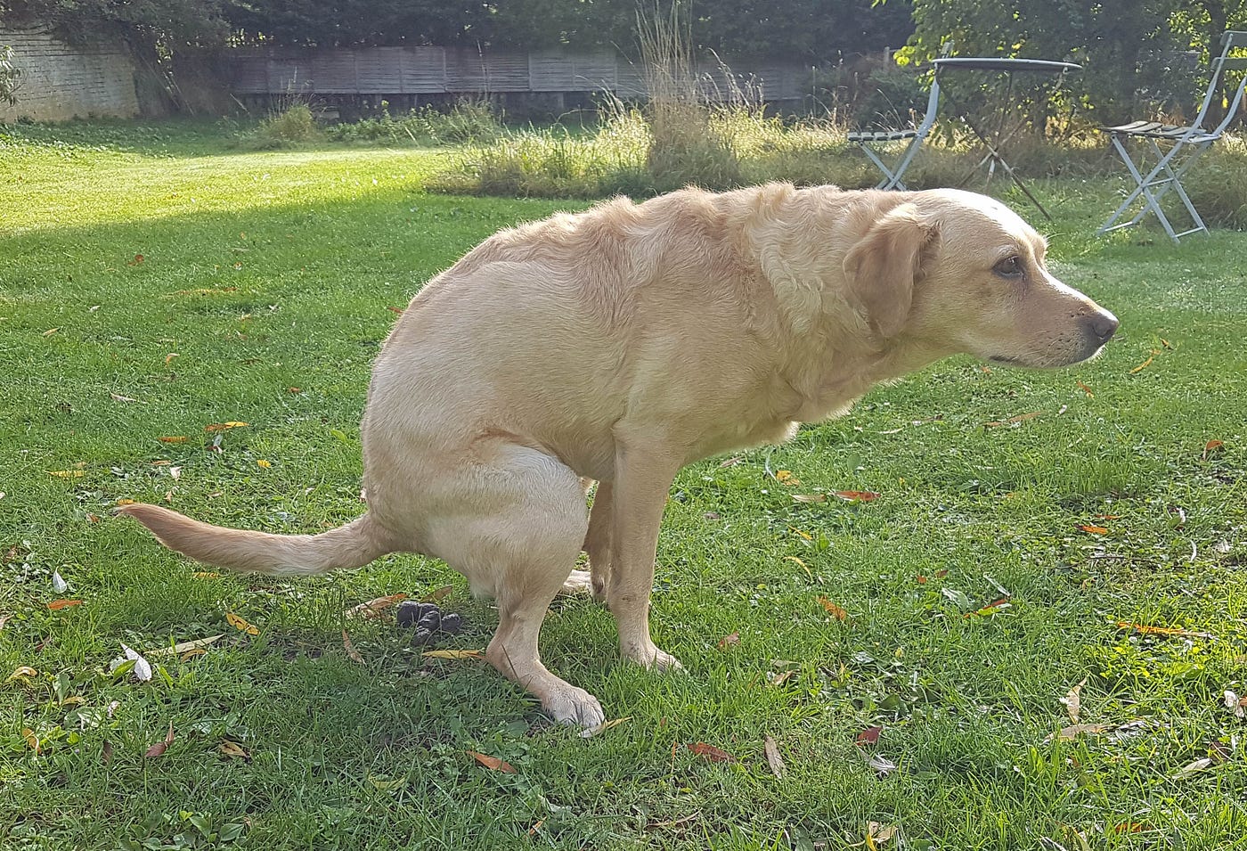 What Direction Do Dogs Poop