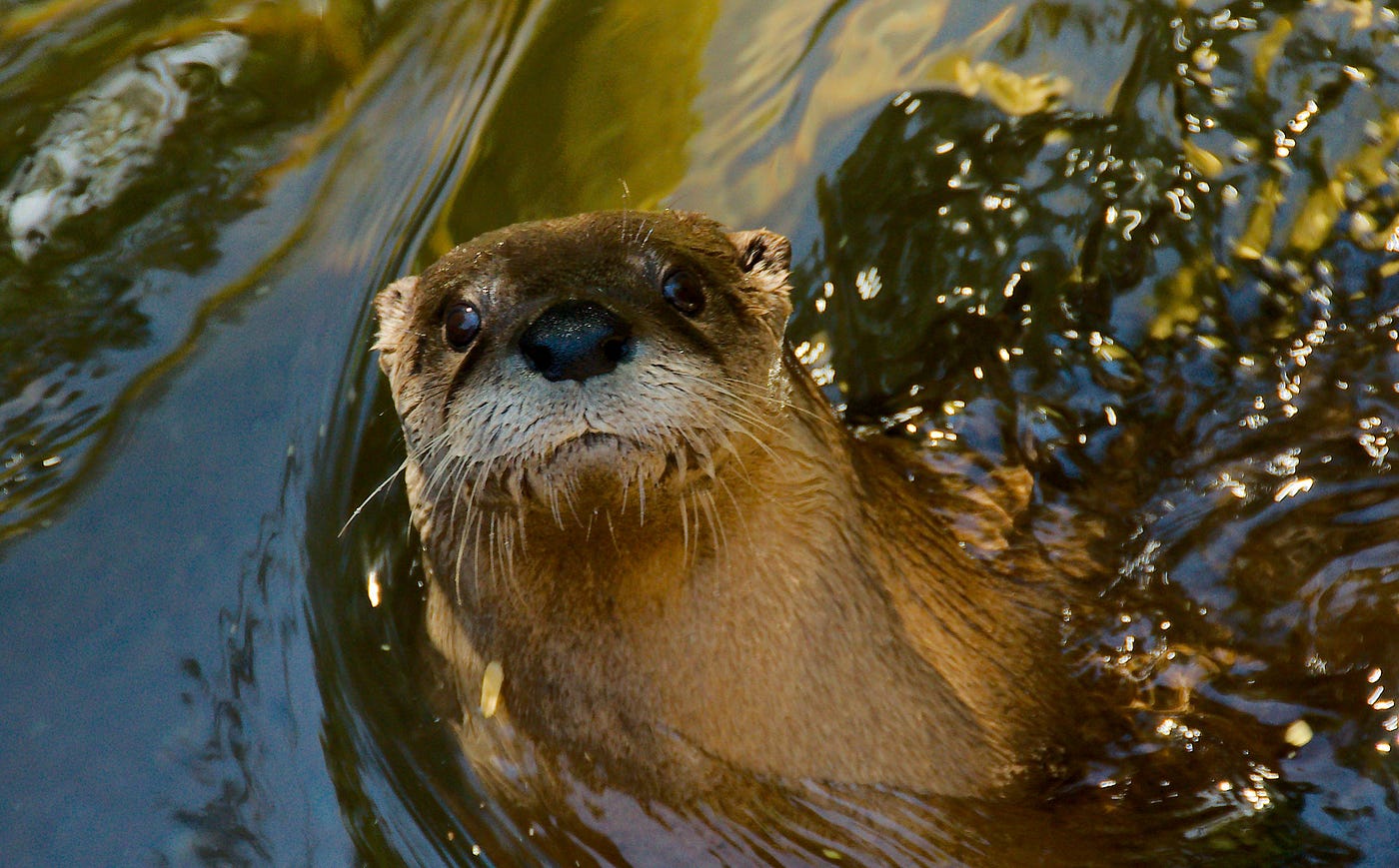 Species Spotlight: North American River Otter | by Mohonk Preserve | Medium