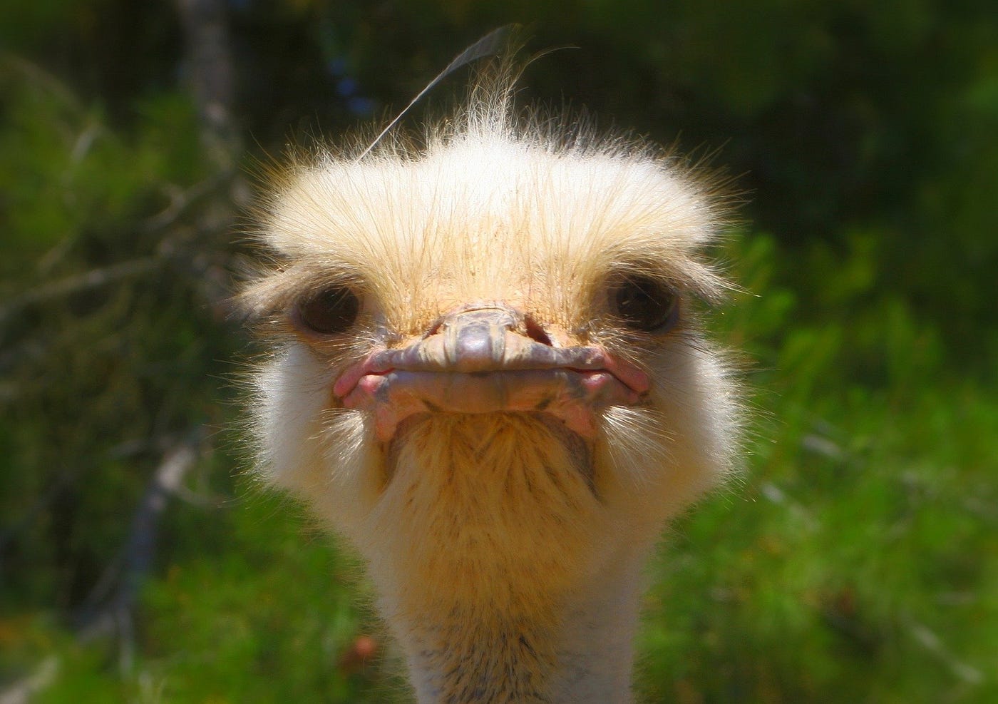 Ostrich face