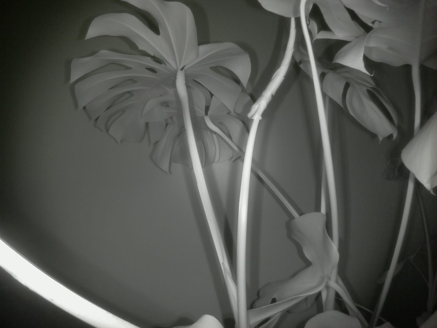 Pi(me)lapse — Creating a plant growth time lapse at home with a Raspberry Pi by mort Medium