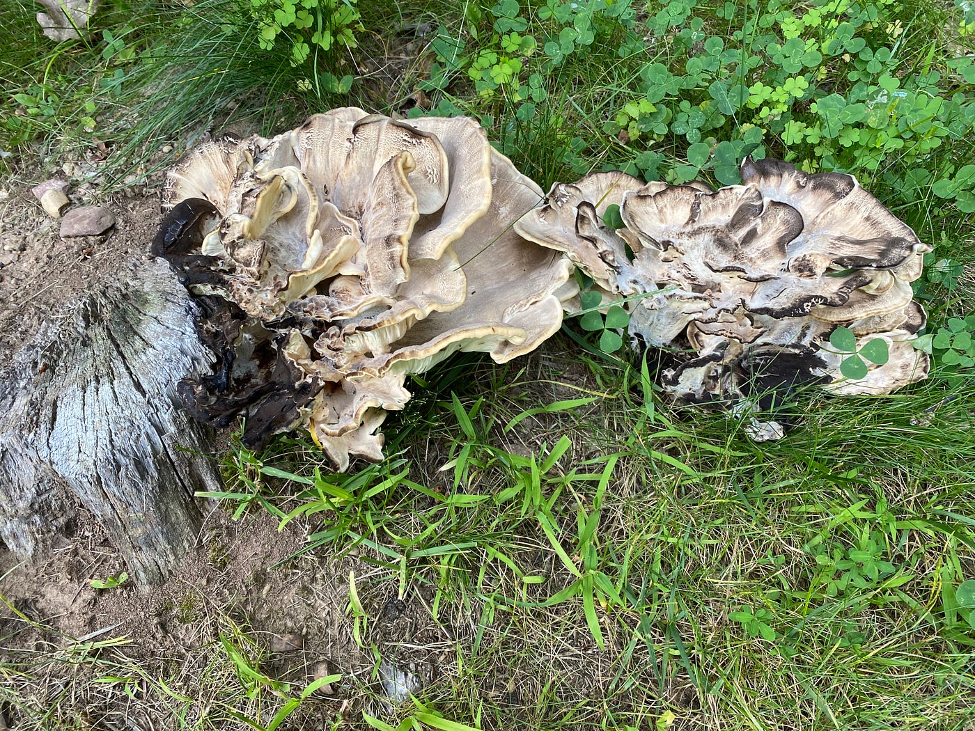 Image of fungus growing on the stump of a tree