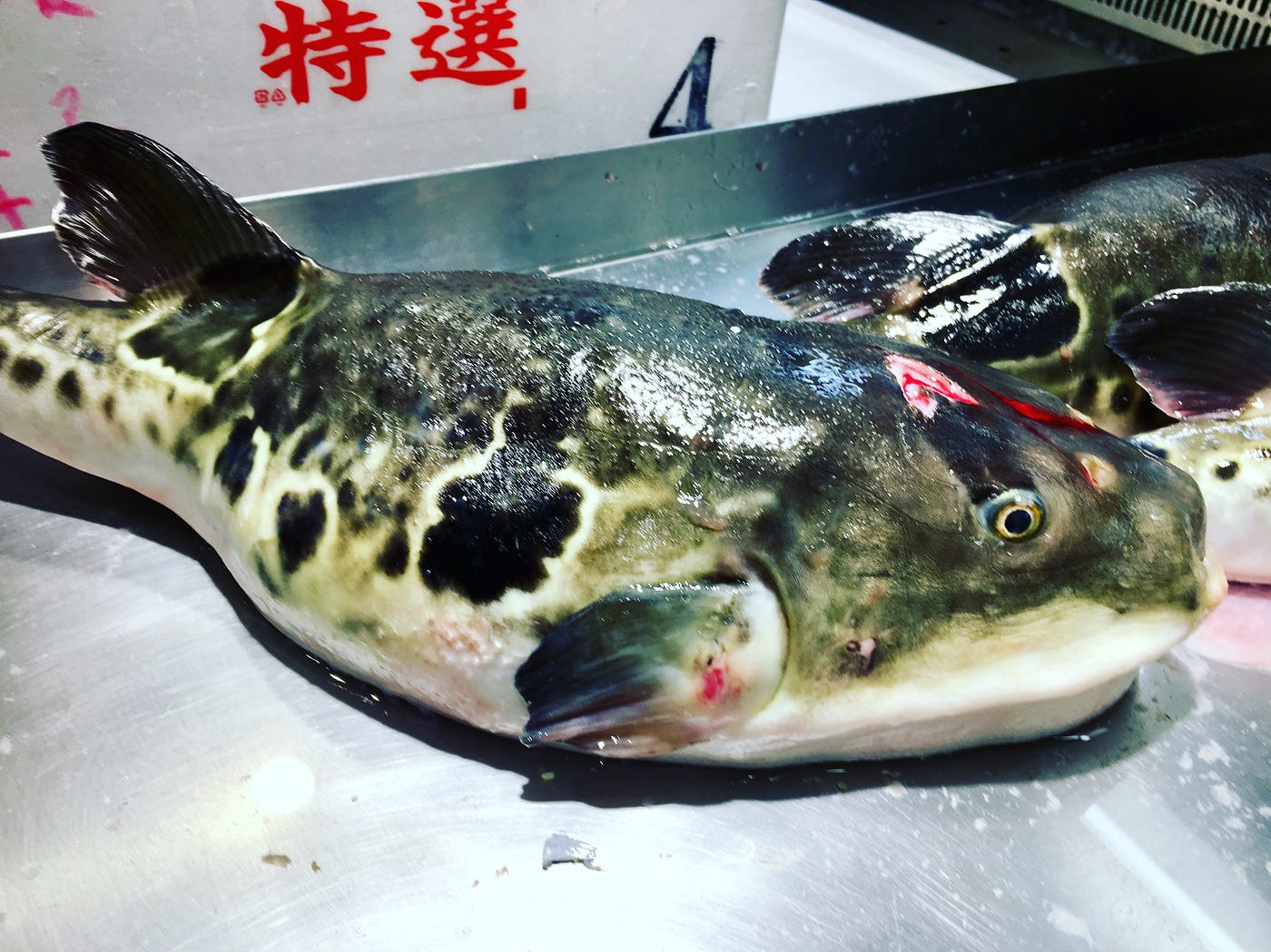 Death by Fugu. Chasing the lethal tingle of the most… | by Jason Adamson |  Japonica Publication | Medium