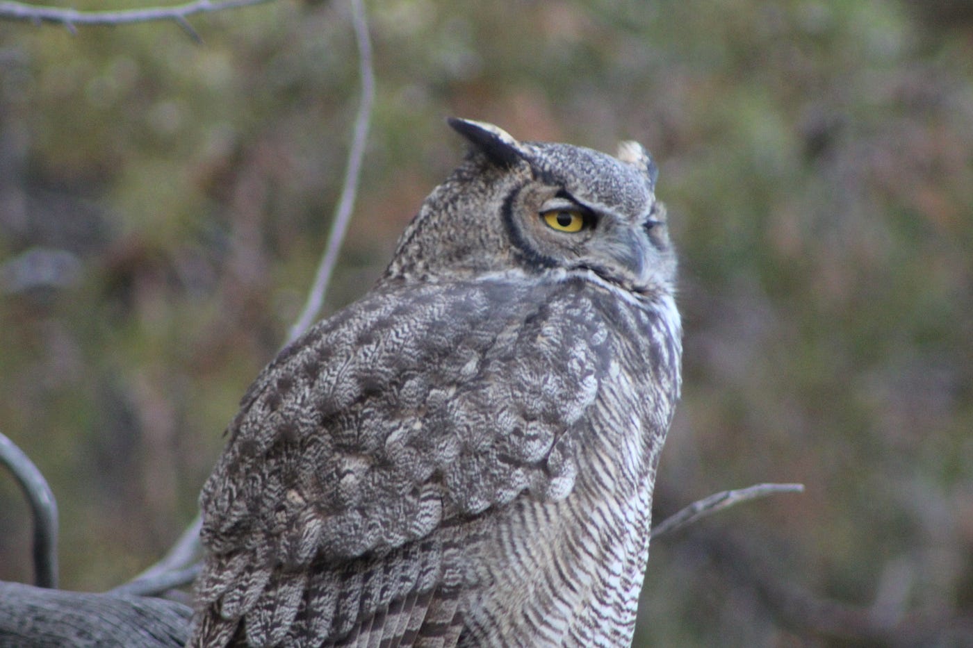 How to Find an Owl in the Woods. If you’re looking for a little magic