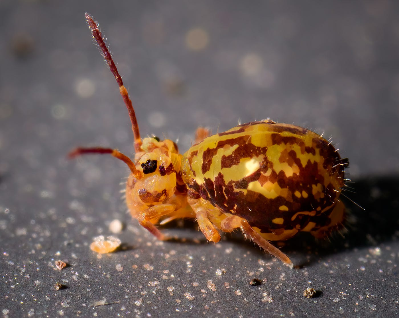 My Journey into Extreme Macro. The Big Hobby of the Tiny | by Ferdy  Christant | Ferdy Christant