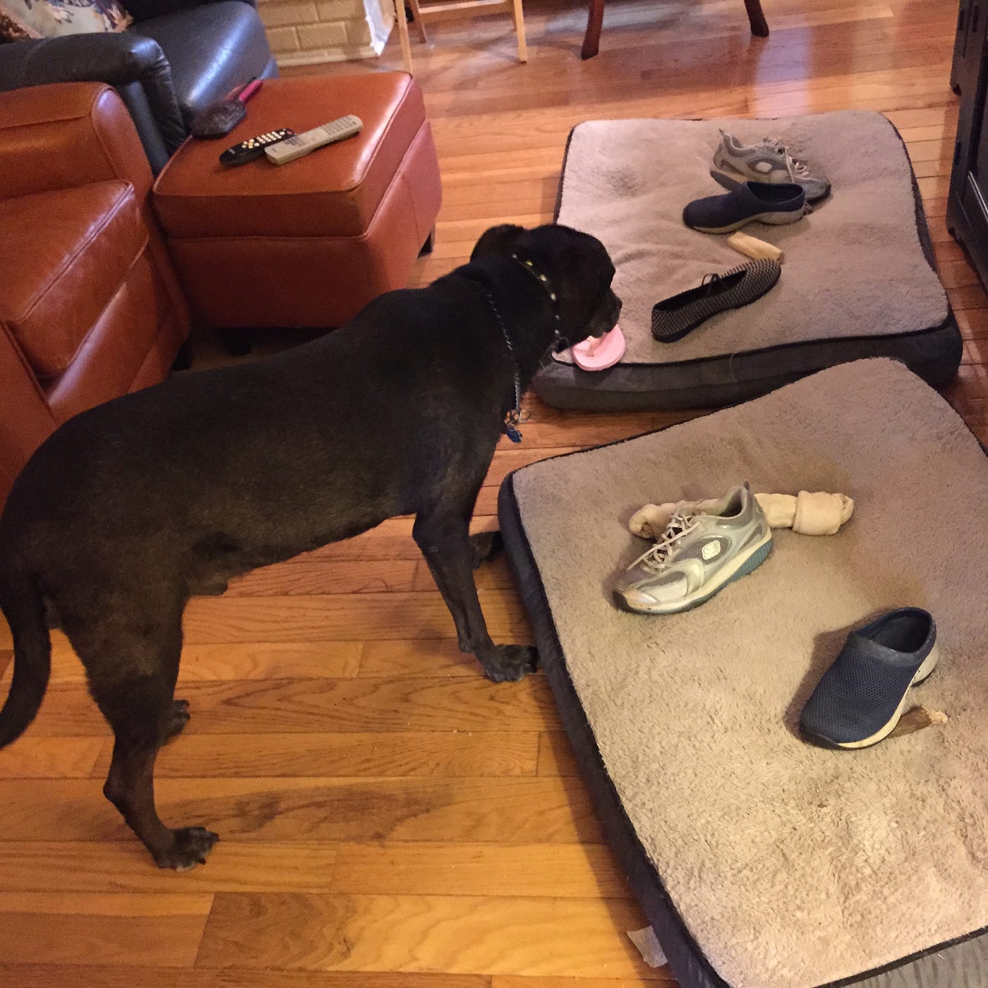 Why Does My Dog Steal My Shoes