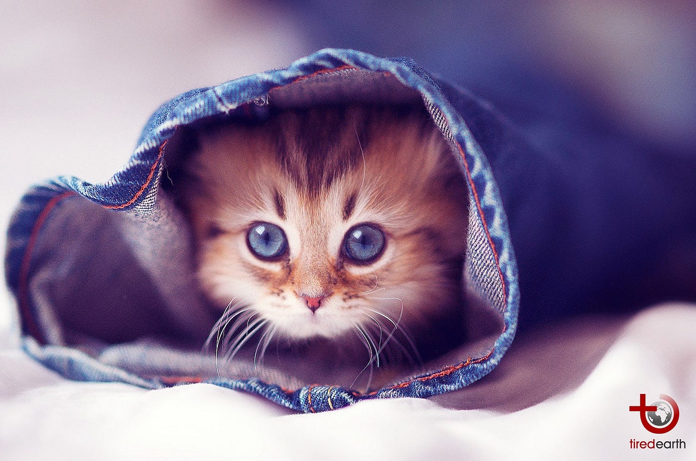 How To Know If Your Cat Is Sick Symptoms Of A Dying Cat by 