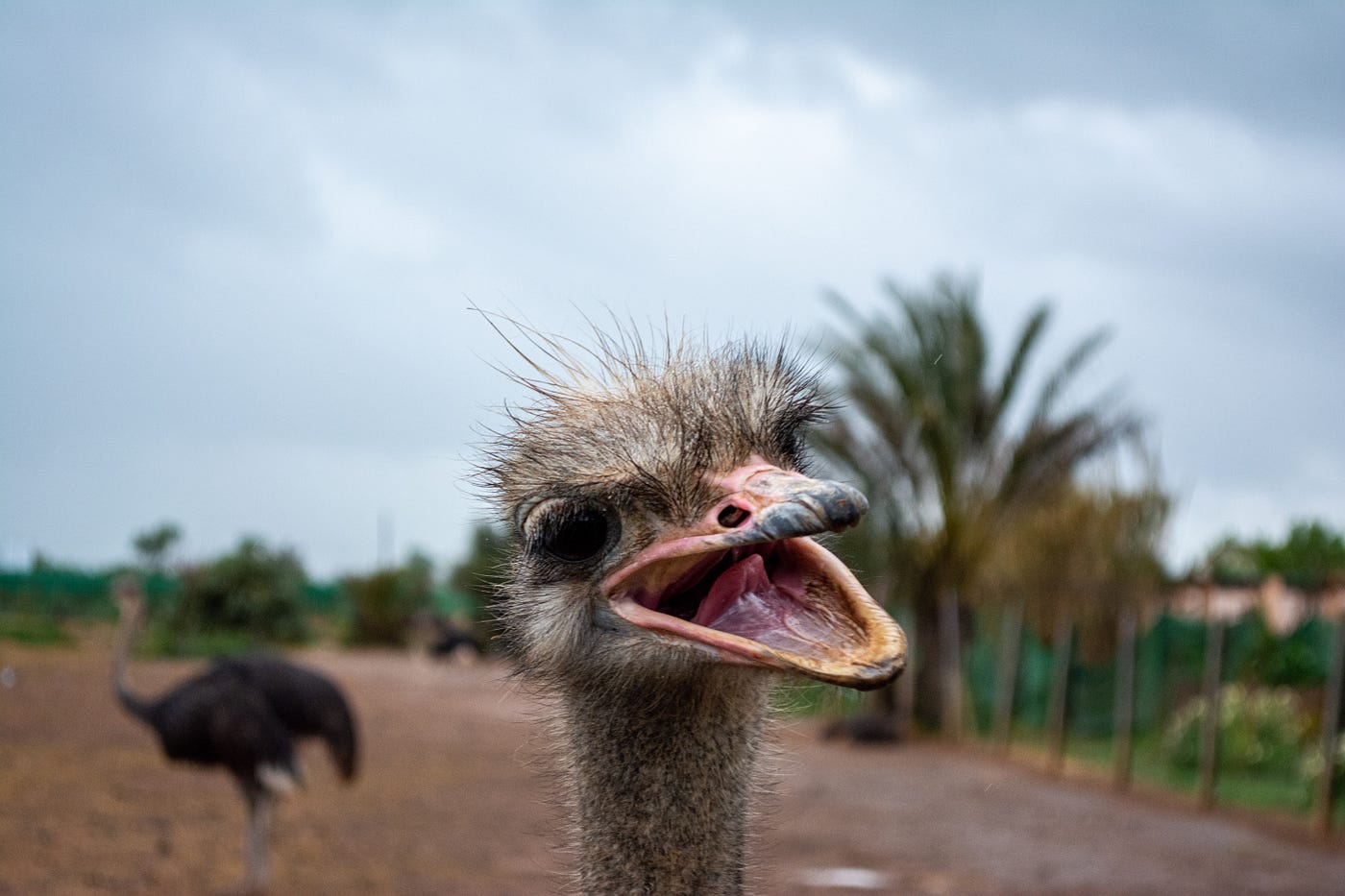 Ostrich. I hope my readers will be as curious as this adorable creature.