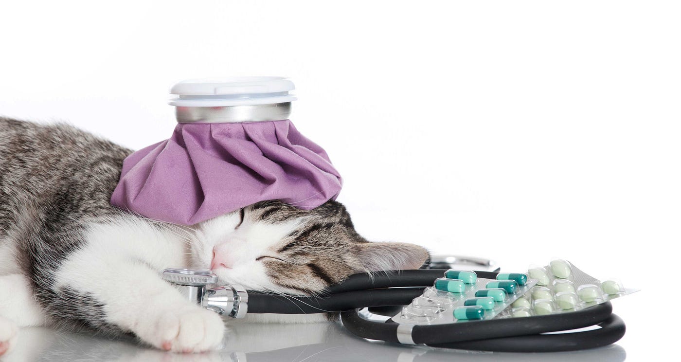 How To Know If Your Cat Is Sick Symptoms Of A Dying Cat by 