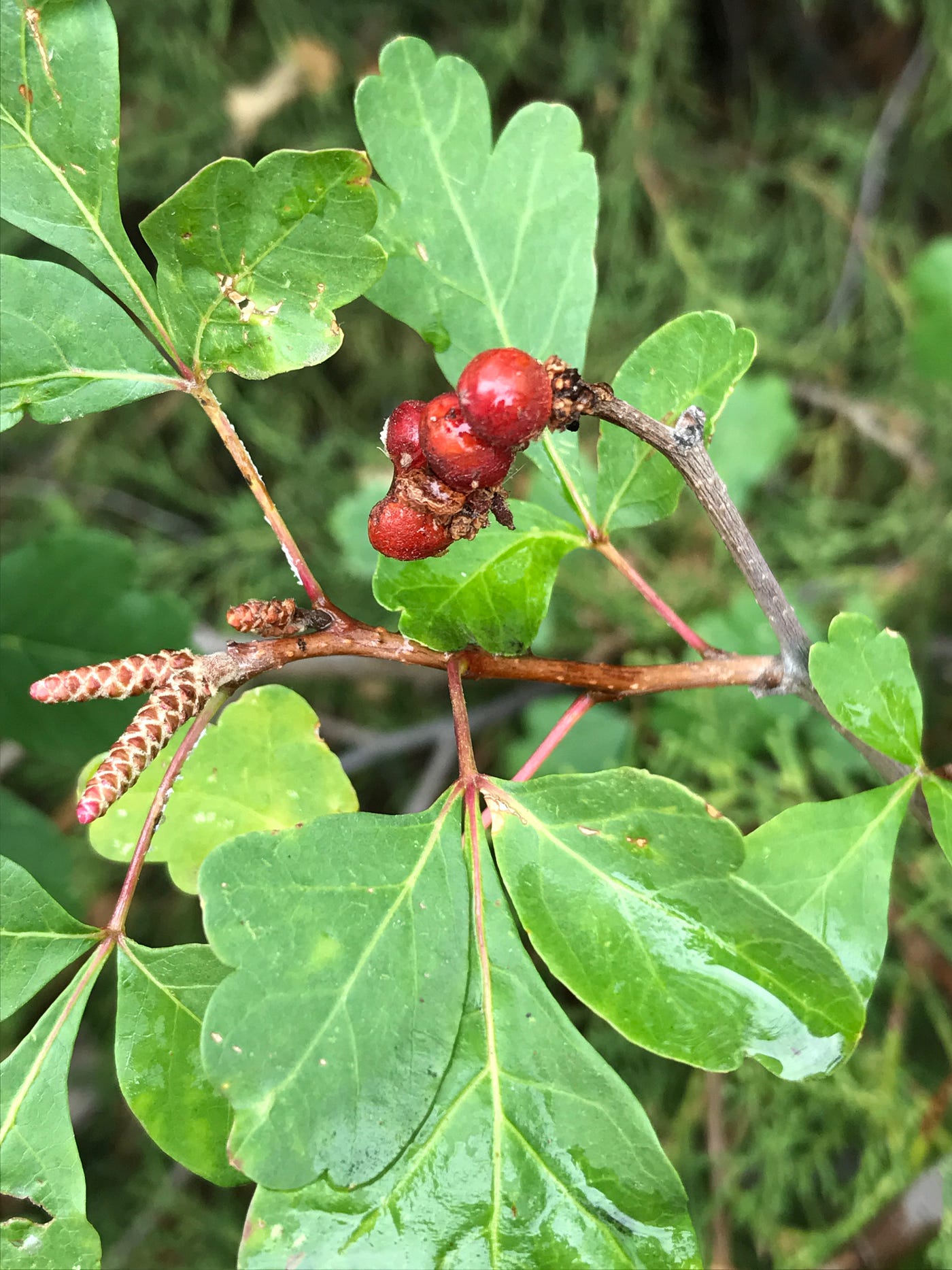 Two Edible and DroughtTolerant Sumacs for Food, Medicine, and… Male Pregnancy. by Pull Up