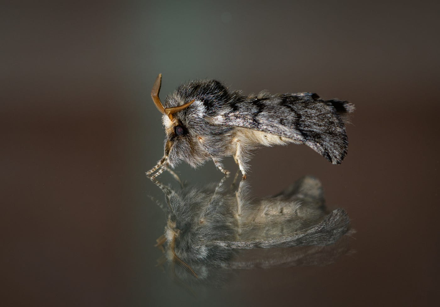 Moth Week 2018. Ready to become a moth-er? | by Ferdy Christant | Ferdy  Christant