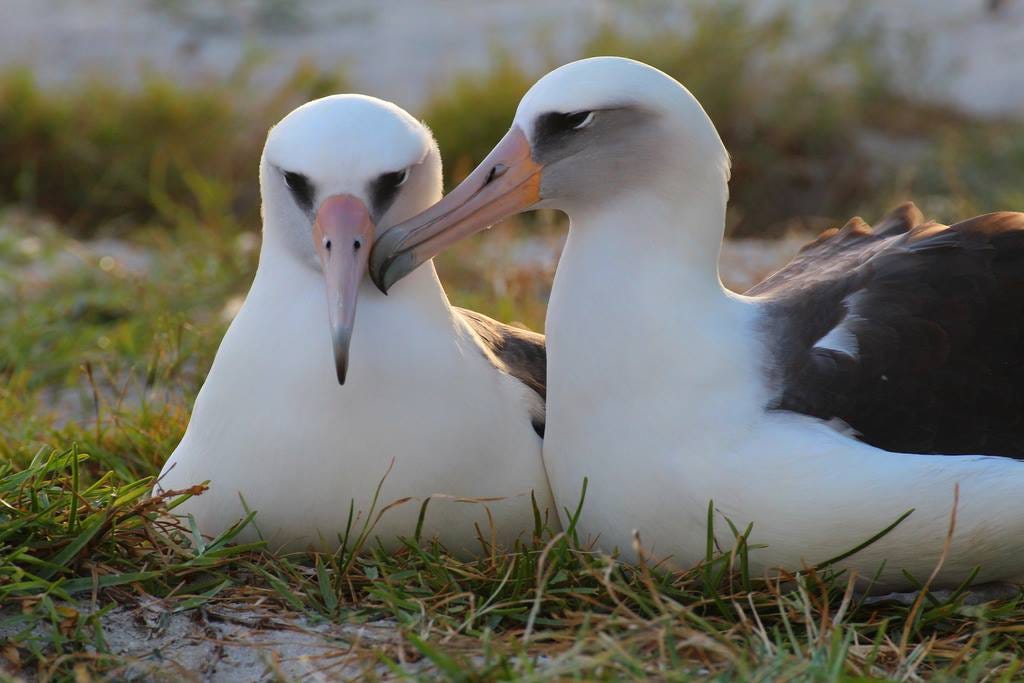 Two nesting Laysan albatross