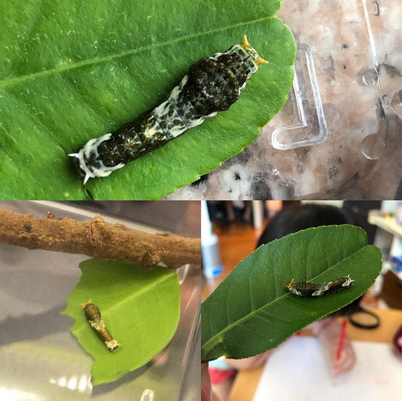 今年夏天 我收養了一條蟲 蝴蝶 是大自然裡漂亮的舞者 牠們除了是大自然中不可或缺的一員 與蜜蜂一樣維持著生 By Josgigi Medium