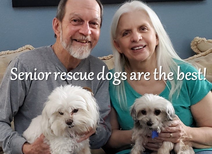 Adopt a senior rescue dog
