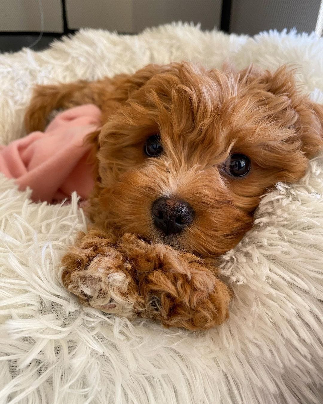 Buy Cavapoo Puppy Medium