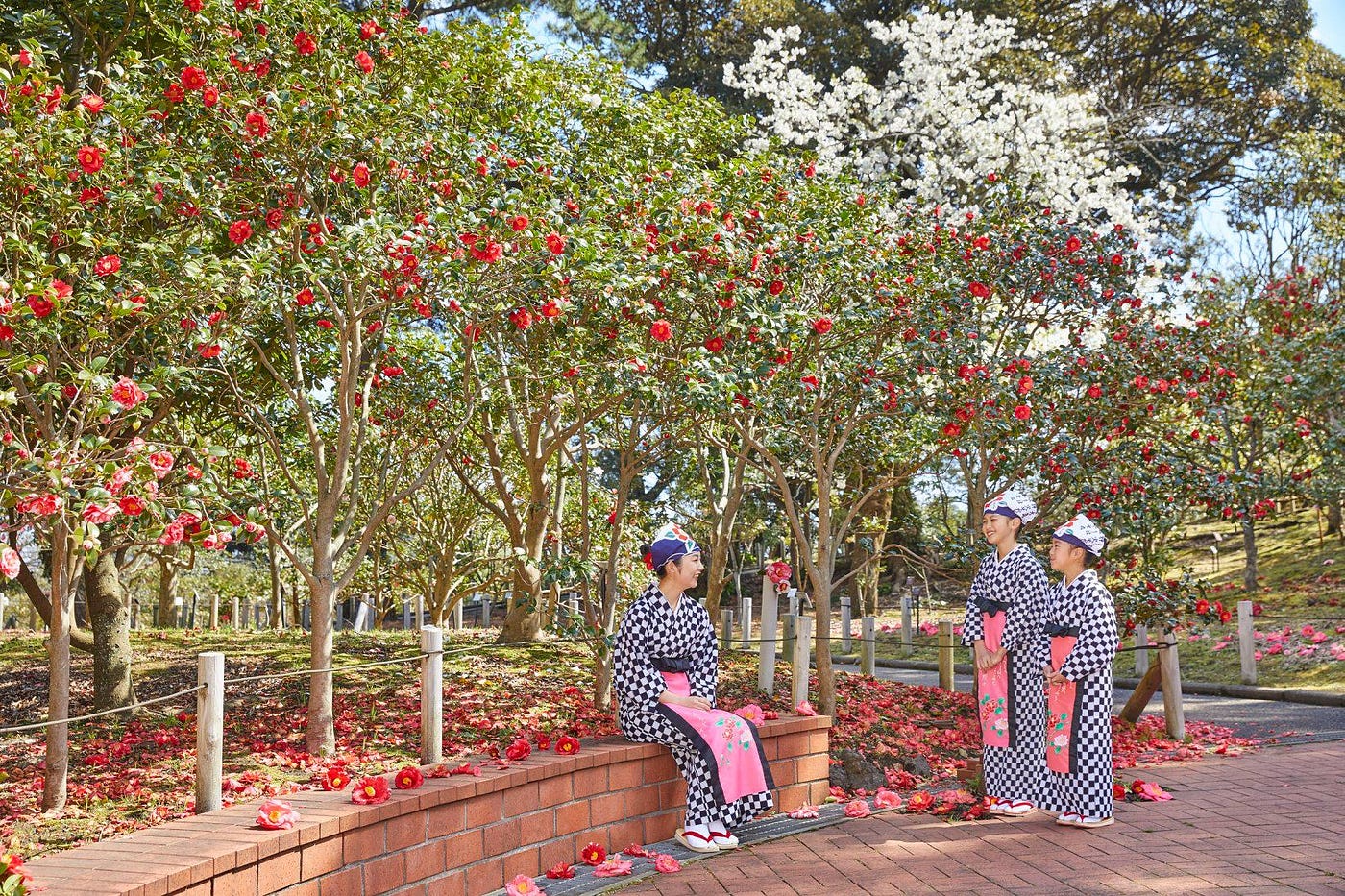 2 4月 椿花落了滿地紅了 日本各地清脆落地的優雅樁花祭 是日日本 Medium 2 4月 椿花落了滿地紅了 日本各地清脆落地的優雅樁花祭 是日日本 Medium