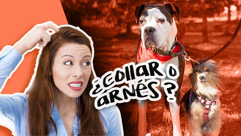 Arnés o collar ? aprende a escoger el adecuado para tu perro | by DogCrowd  | Medium