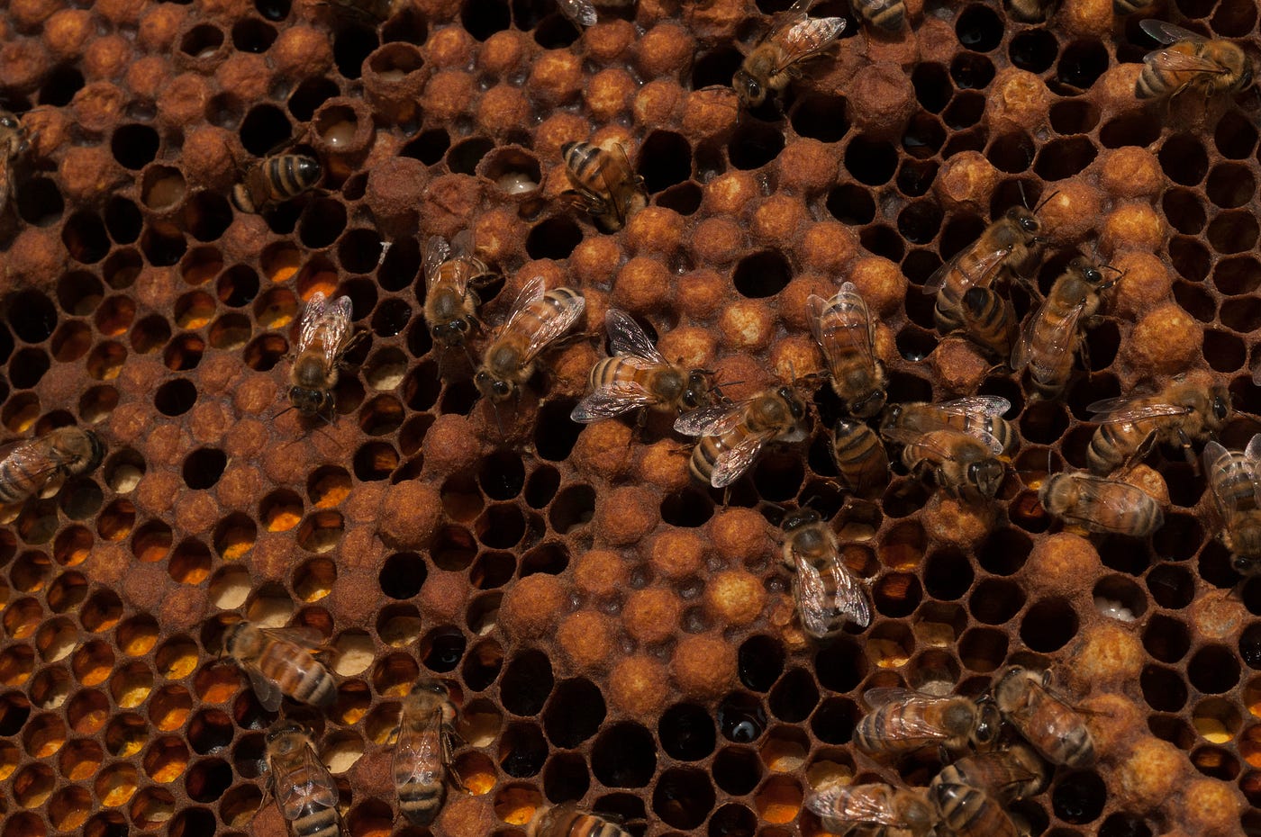 Should Vegans Eat Honey?. Turns out that the honey question is… by