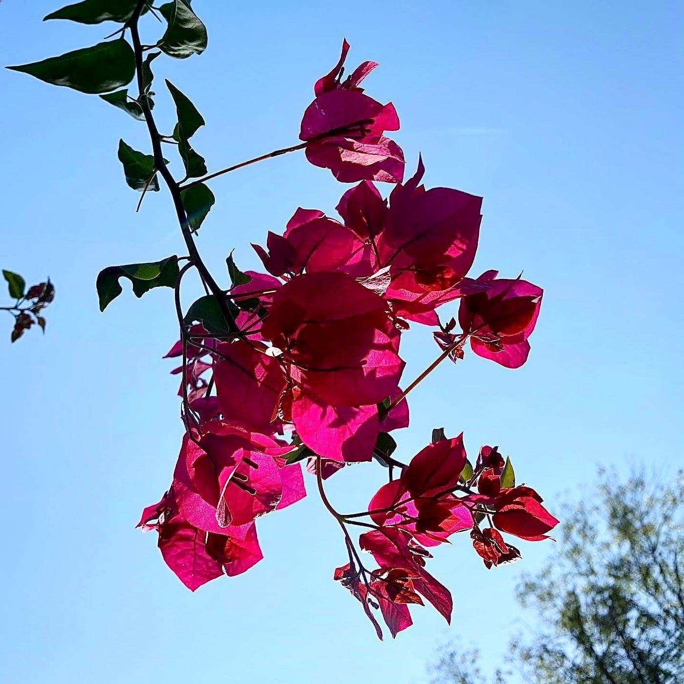 Close-up of bougainvillea.
