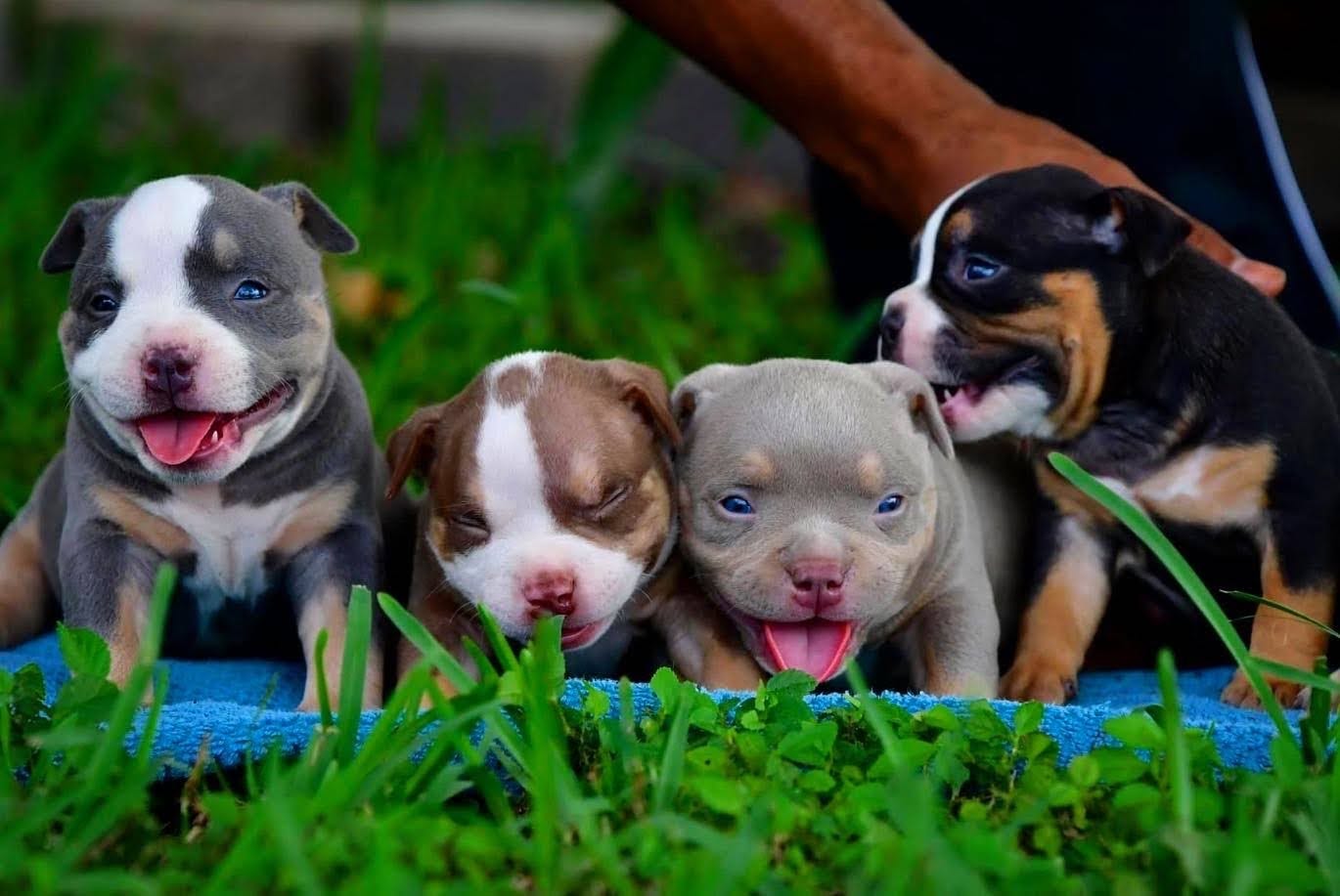 THE TOP AMERICAN BULLY KENNELS. EXTREME BUILD POCKET AMERICAN BULLY