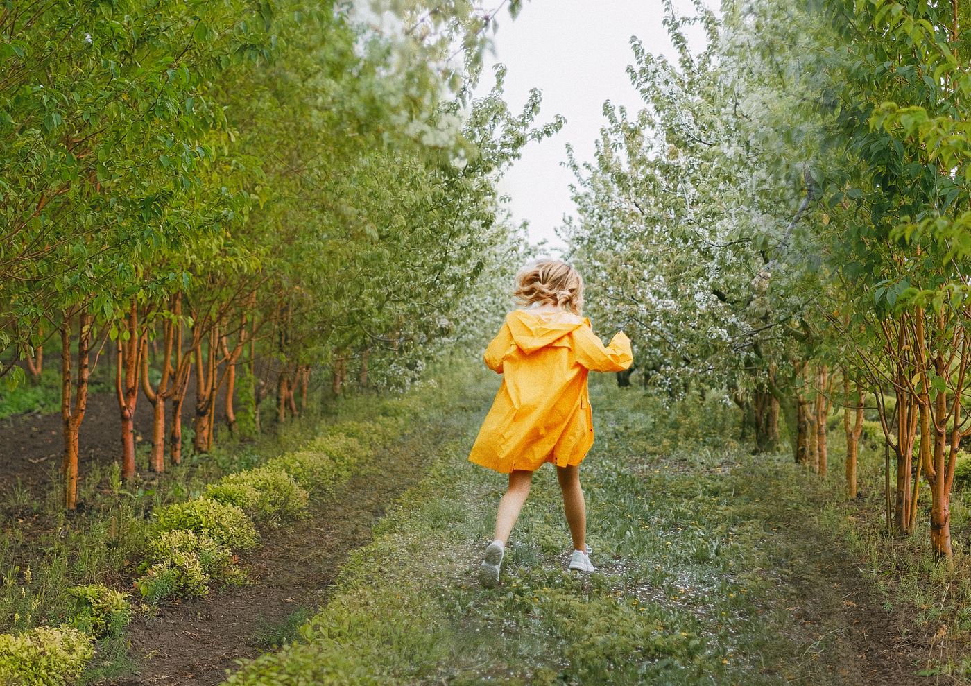 Young girl in yellow coat runs down a blossom-strewn orchard path