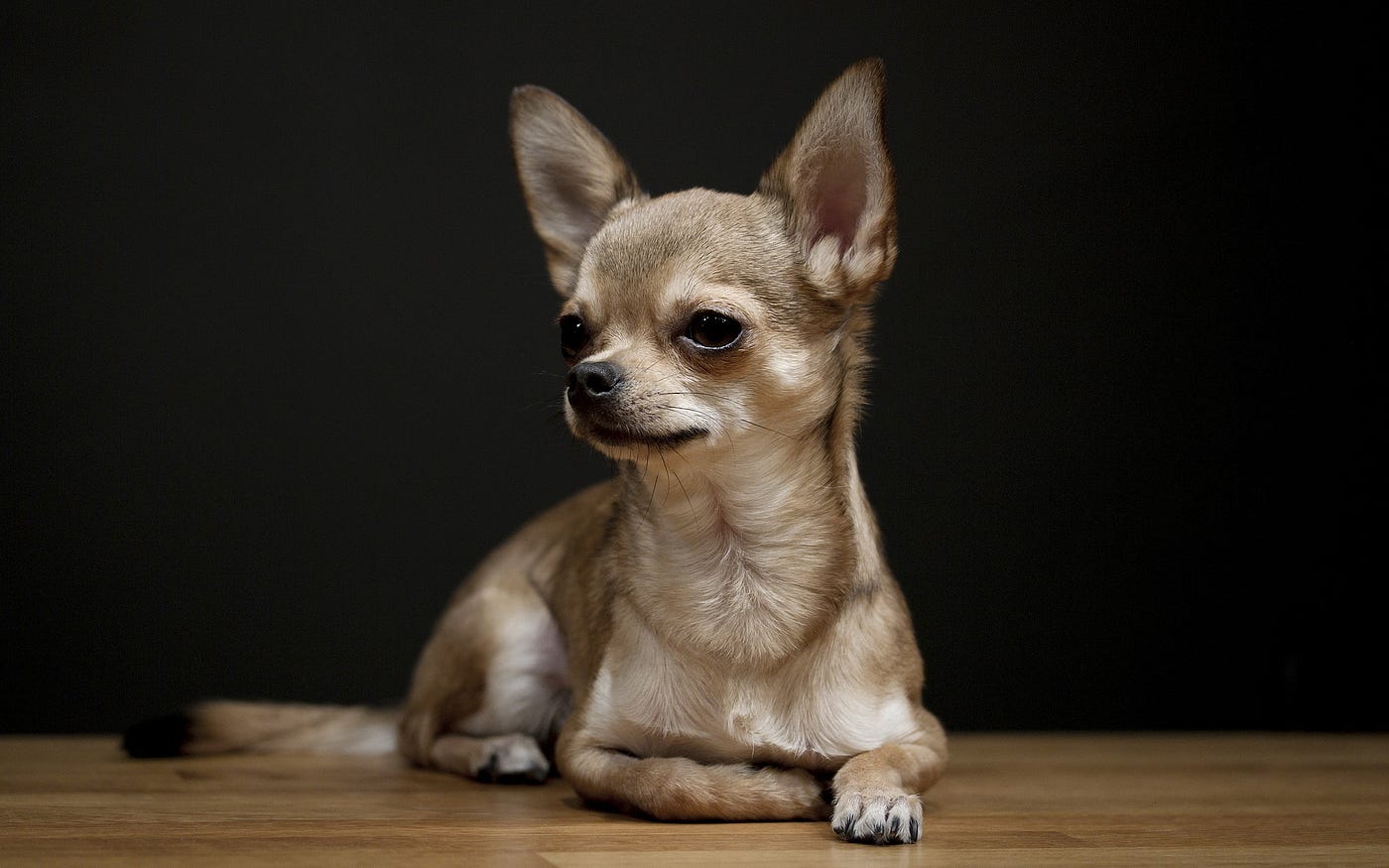 Porque se le cae el pelo a mi chihuahua ? Cuales son las razones ? | by  Walking Dog | Medium