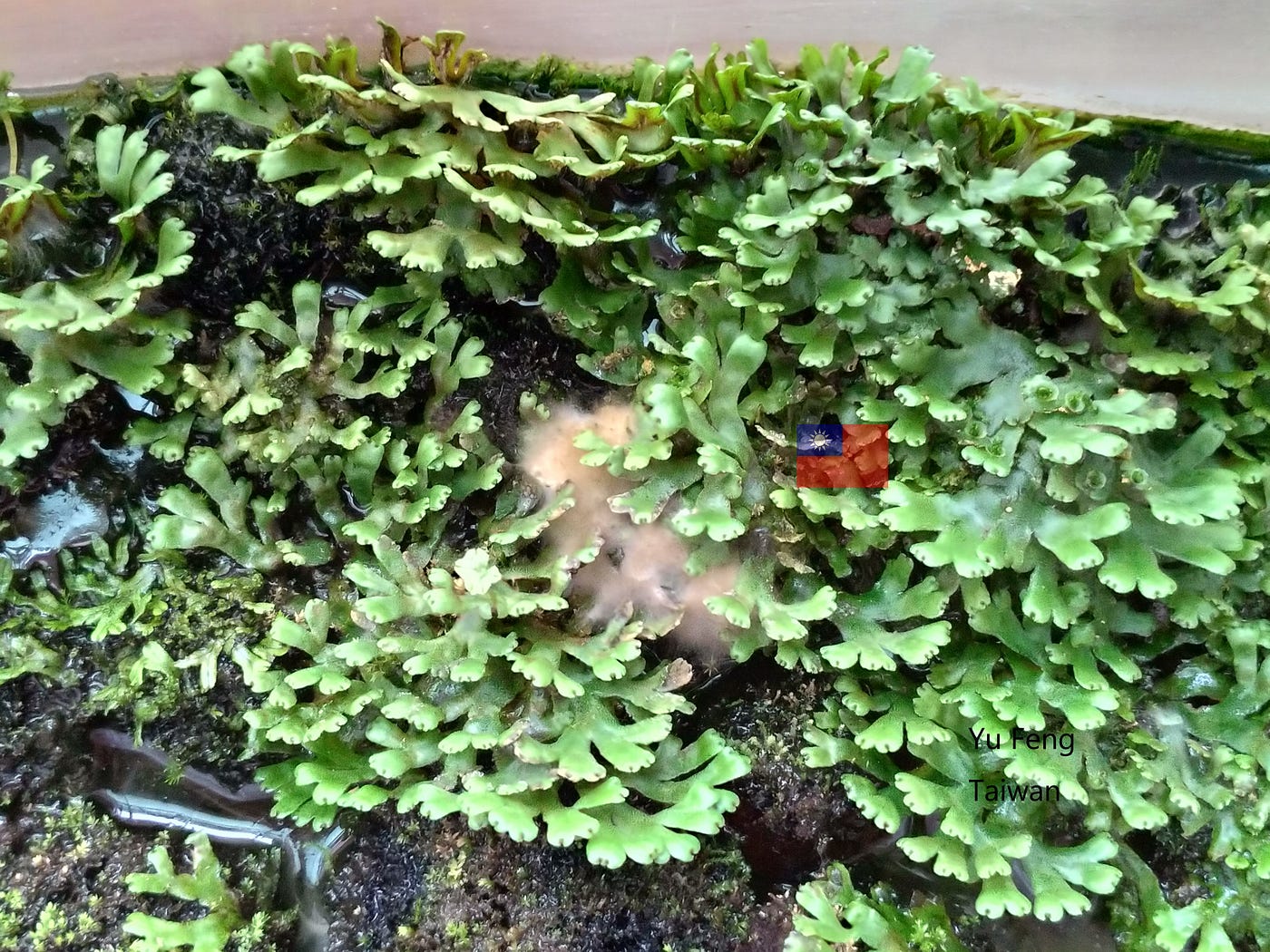苔蘚學堂 養苔進階篇part 9 黴菌的處理 苔友們在處理真菌菌絲之前 要先了解三件事 1 By Yu Feng Medium 苔蘚學堂 養苔進階篇part 9 黴菌的處理 苔友們在處理真菌菌絲之前 要先了解三件事 1 By Yu Feng Medium