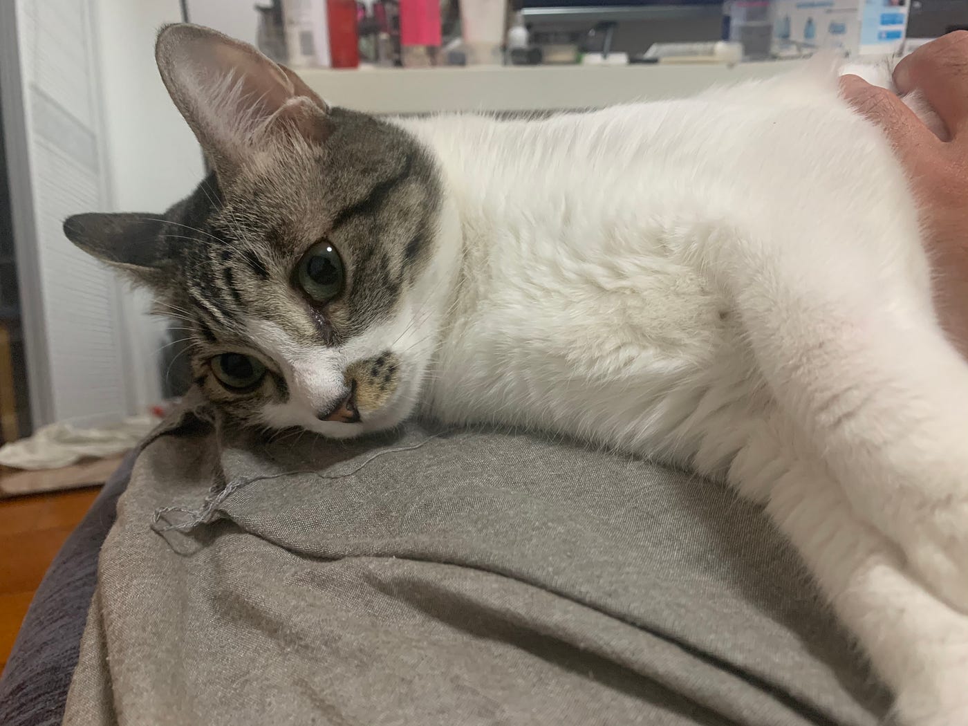 The Real Cost of Adopting a Cat. You’re about to pay for your vet’s