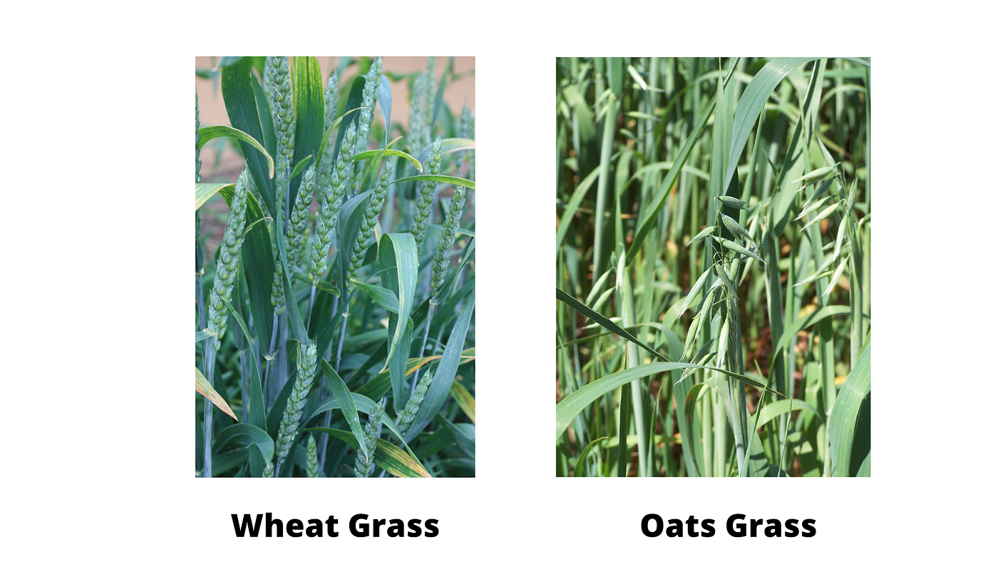 Oats vs Wheat. Do oats come from wheat? by Wahyuni Sapri Coffee