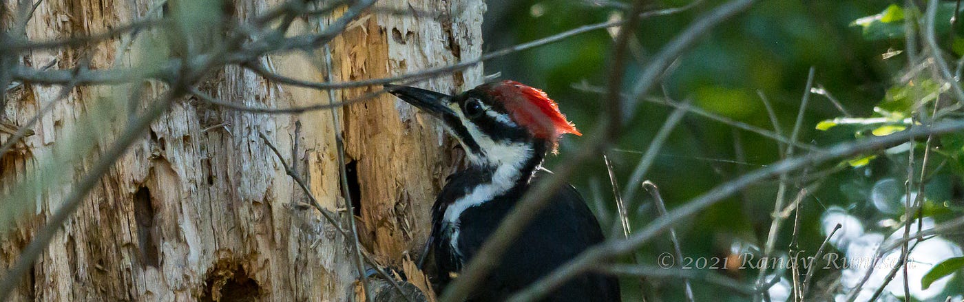 Interesting Facts About Woodpeckers Just Fun Facts | peacecommission