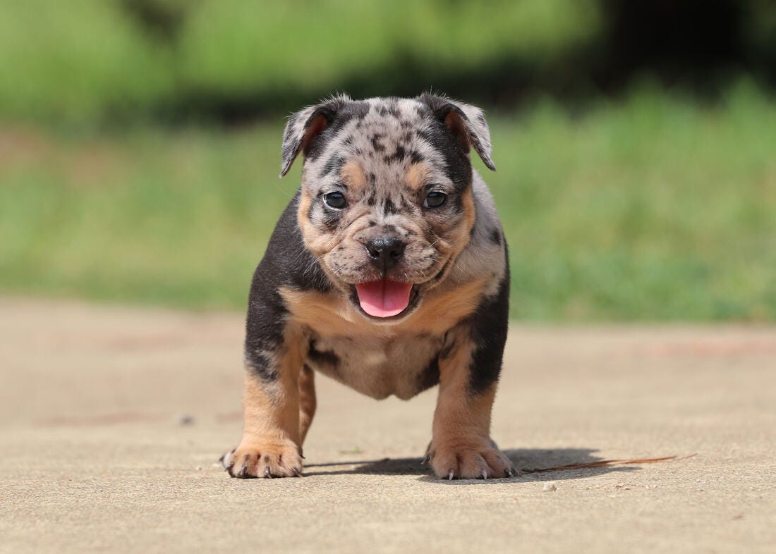 Merle in the American Bully Breed.