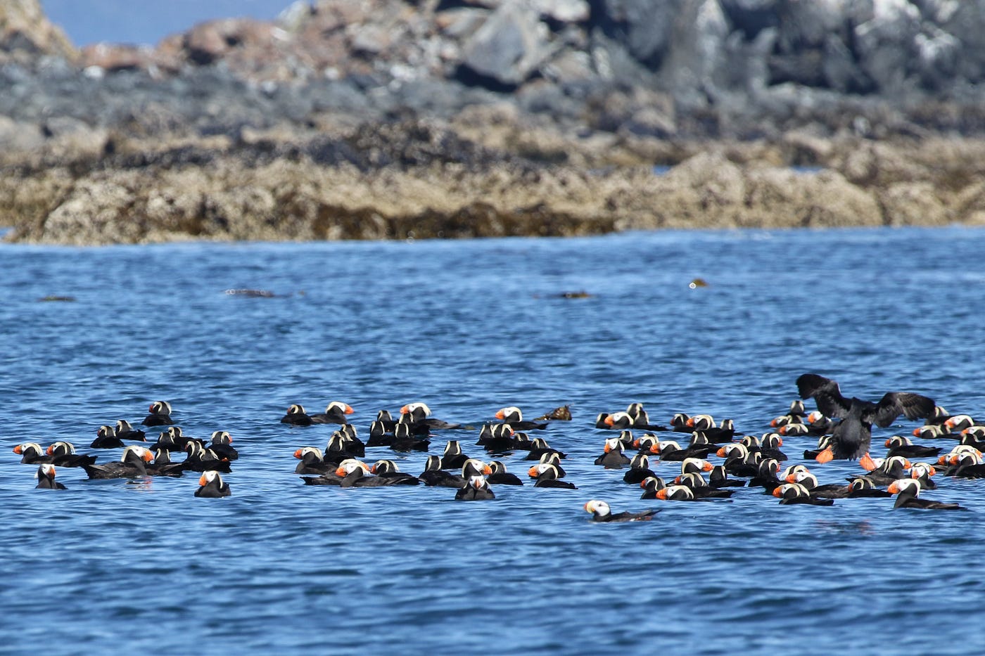 Group of tufted puffins on the water