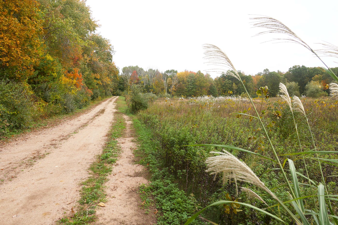 dirt path through conservation land