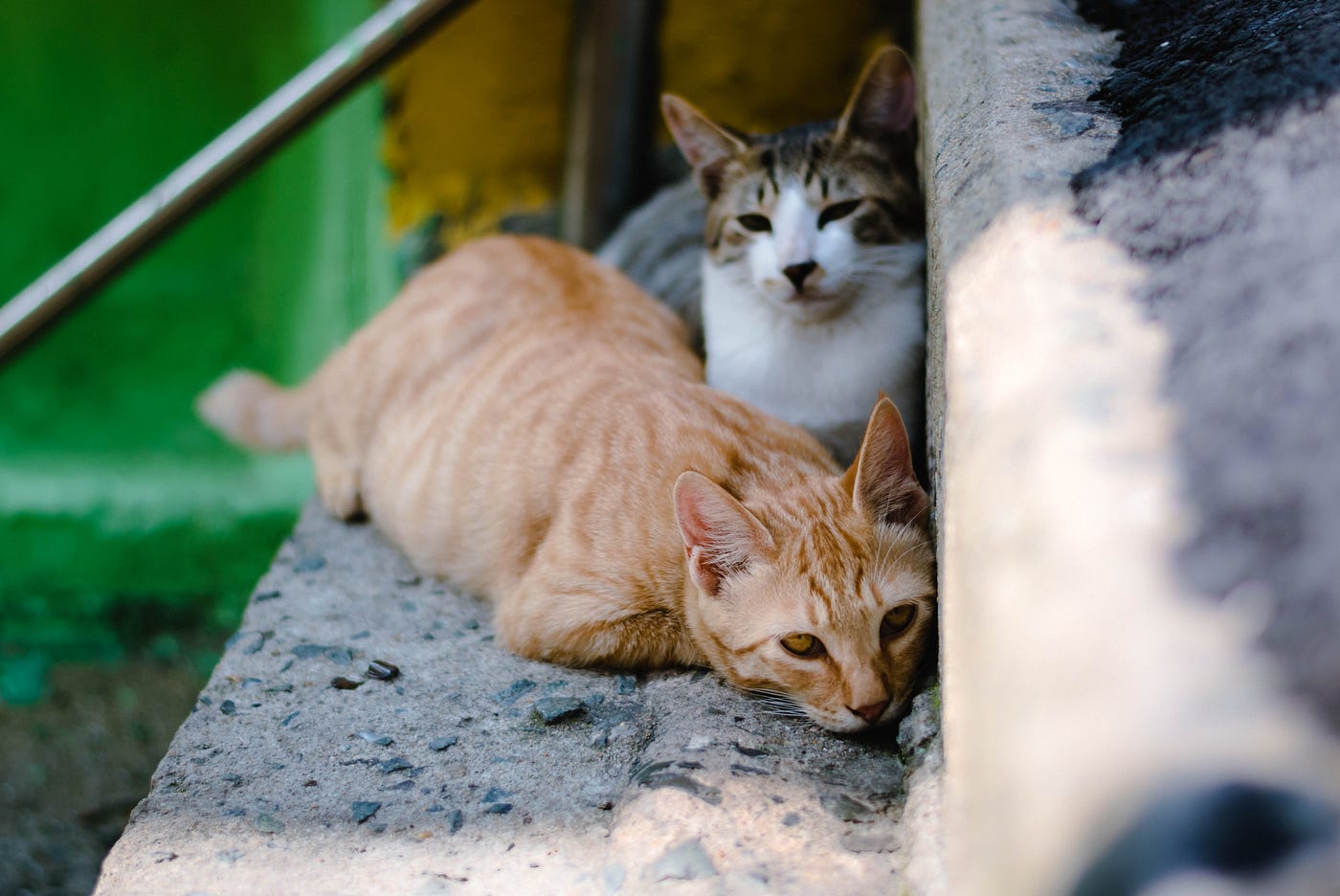 6 Fakta Mengejutkan Dibalik Kucing Tidak Mau Makan!  by Don Gochi 