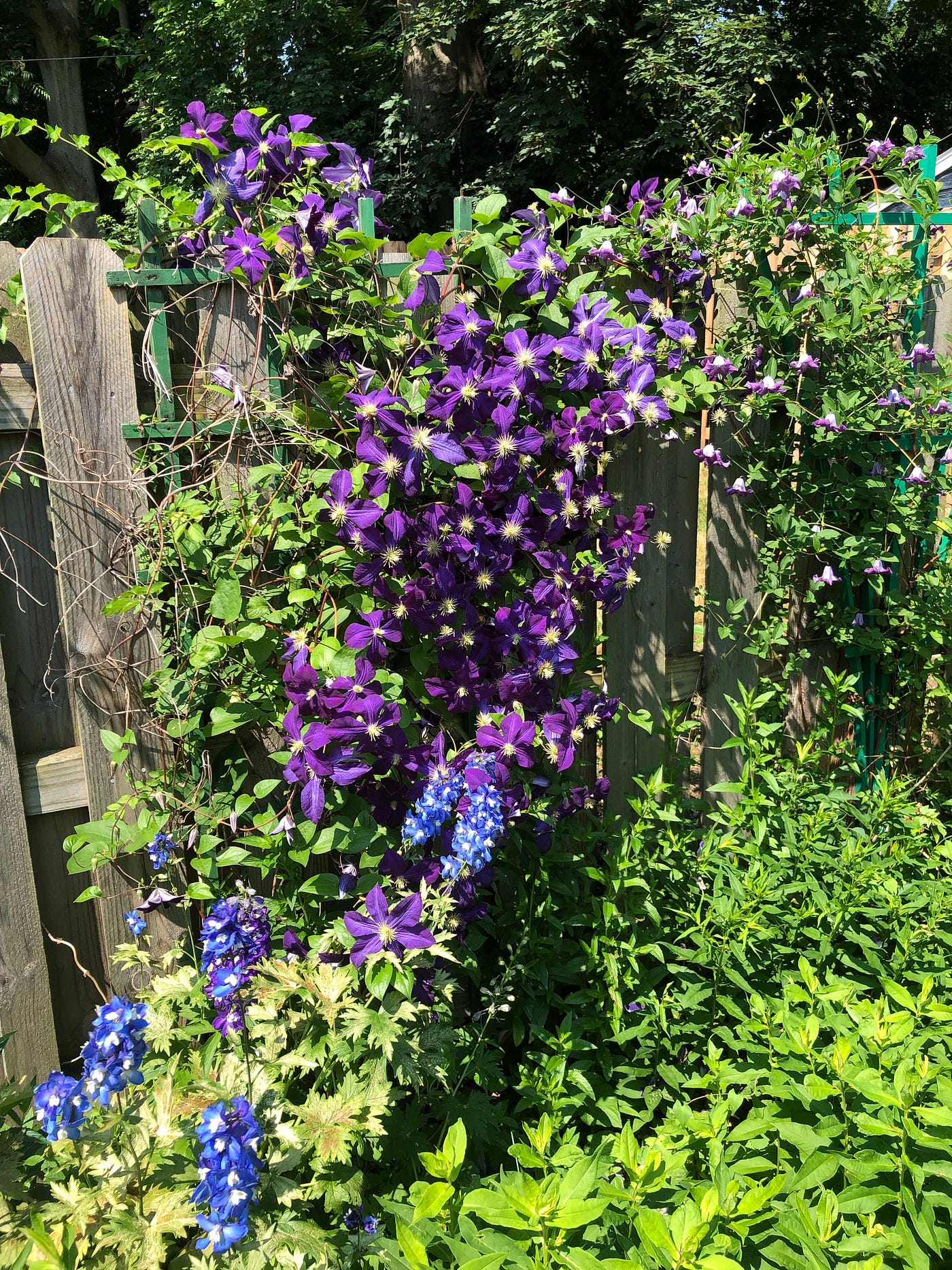Photograph of climbing flowers in a garden