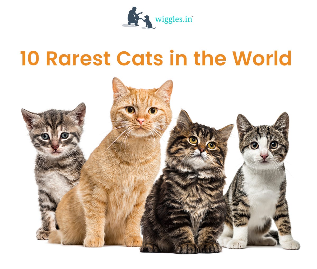 10 Rarest Pet Cats in the World. 1 Turkish Van Unique in fur and… by Wiggles.India Wiggles