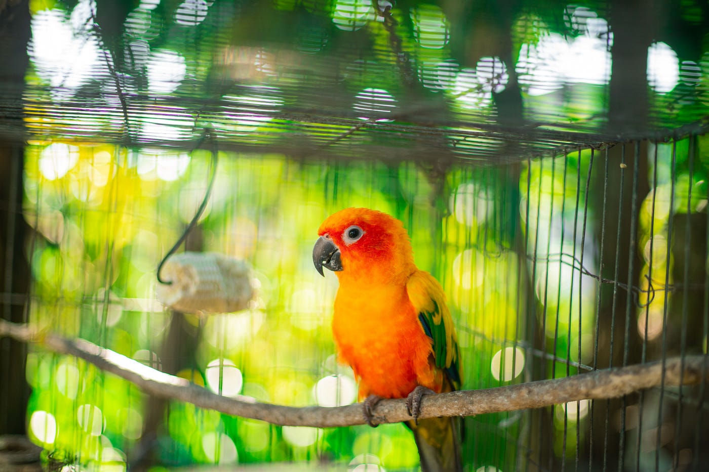 Why Is My Parrot Biting?. Parrots bite for several reasons, some… by