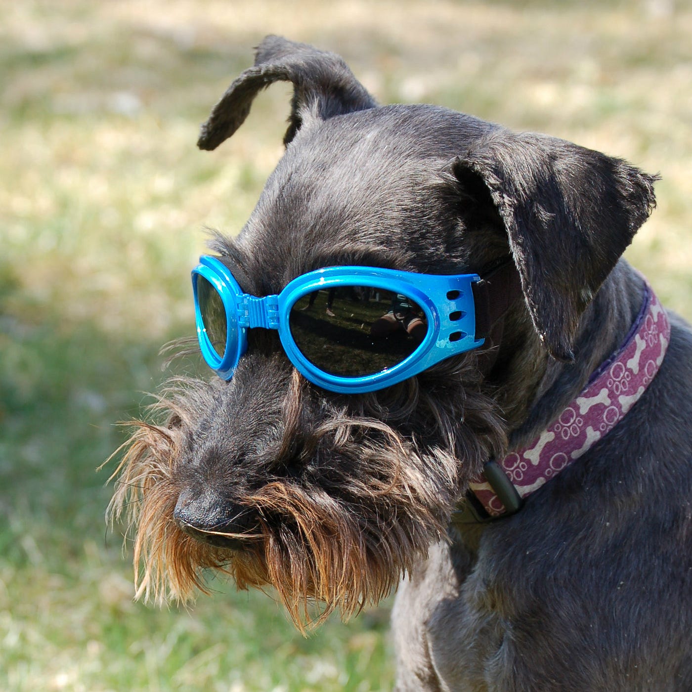 Why Dog Goggles?. Many people ask me, “do dogs need… by WhyWeWag Medium