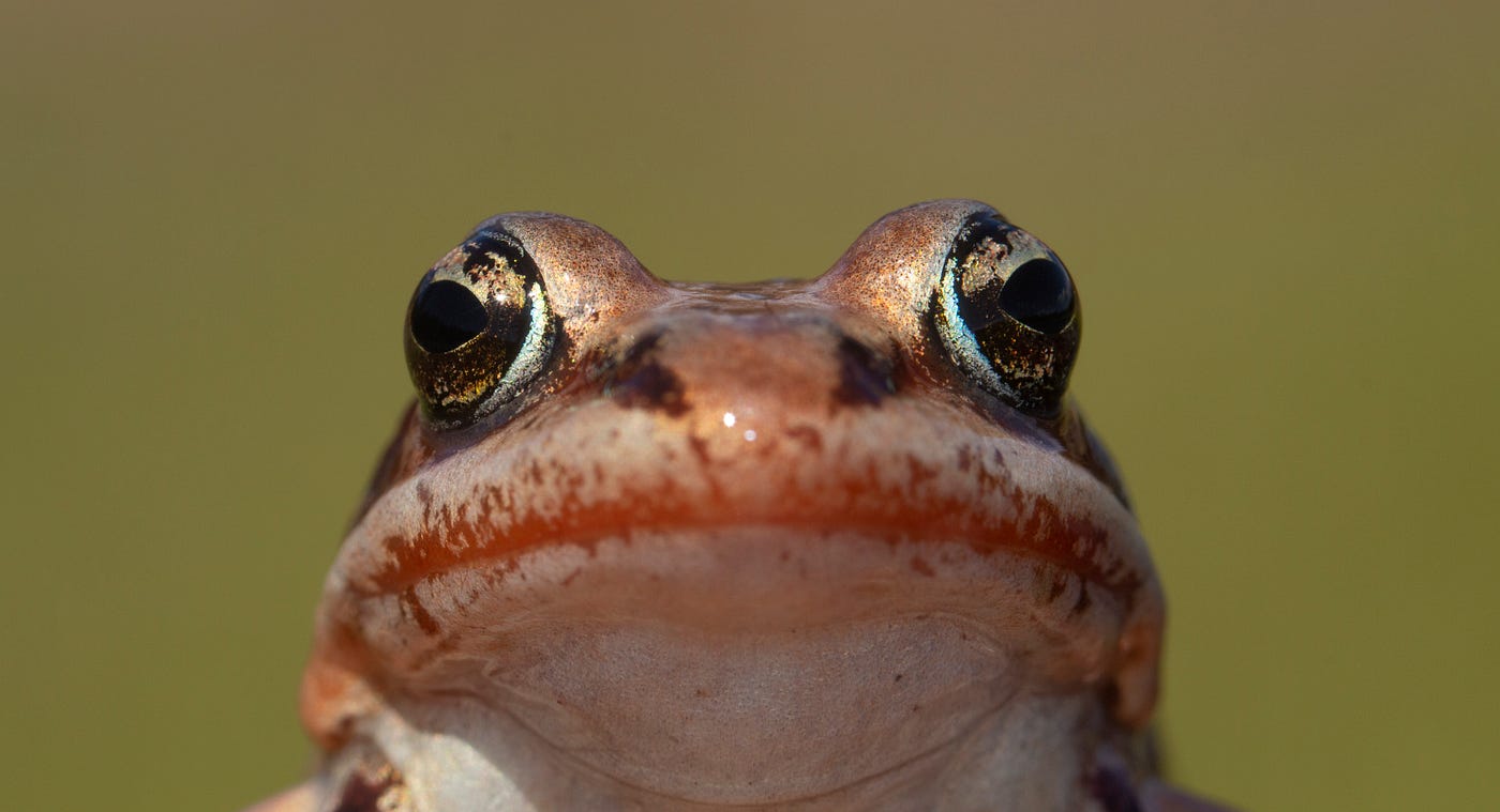 Close up view of a brown wood frog face with golden eyes