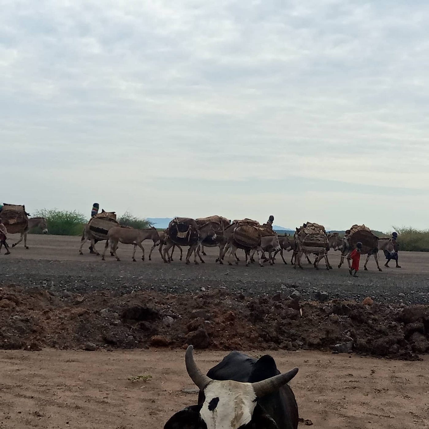 Most The Turkana Pastrolist Were Using Donkeys For Transportation But 