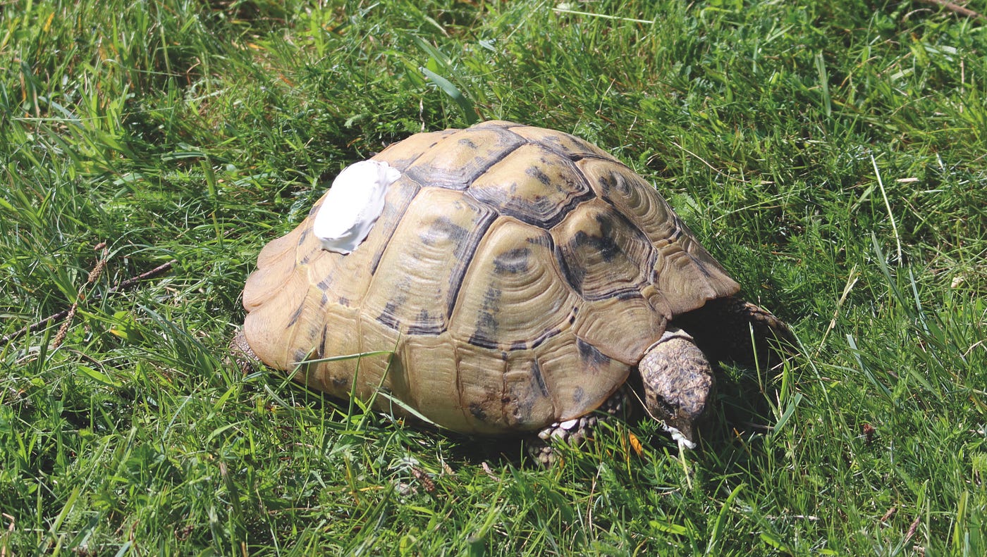 Tortoise with tracker