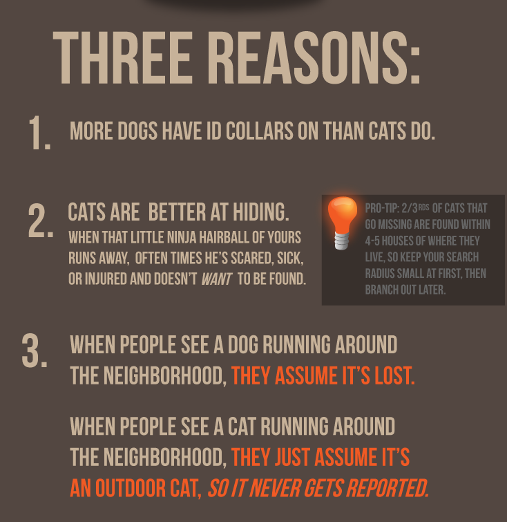 kitty convict collar