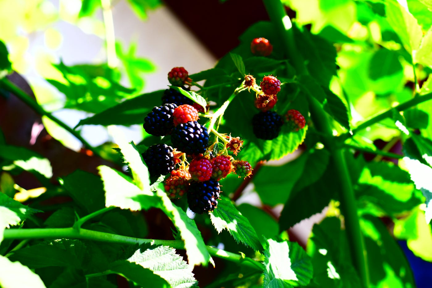 Raspberry-Blackberry Hybrid| Loganberry HD | by Azizjan Ilakhunov | Medium