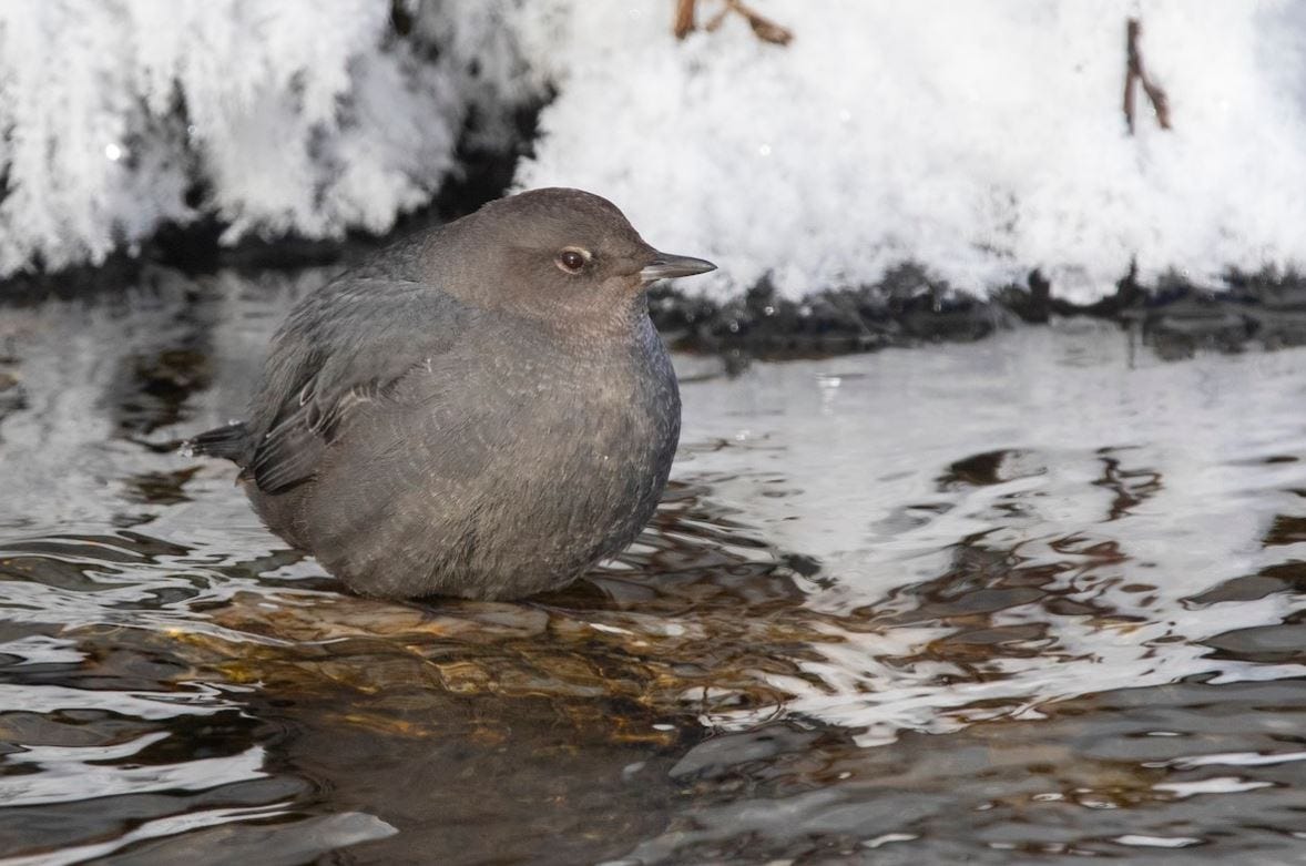 A small gray bird standing in water.