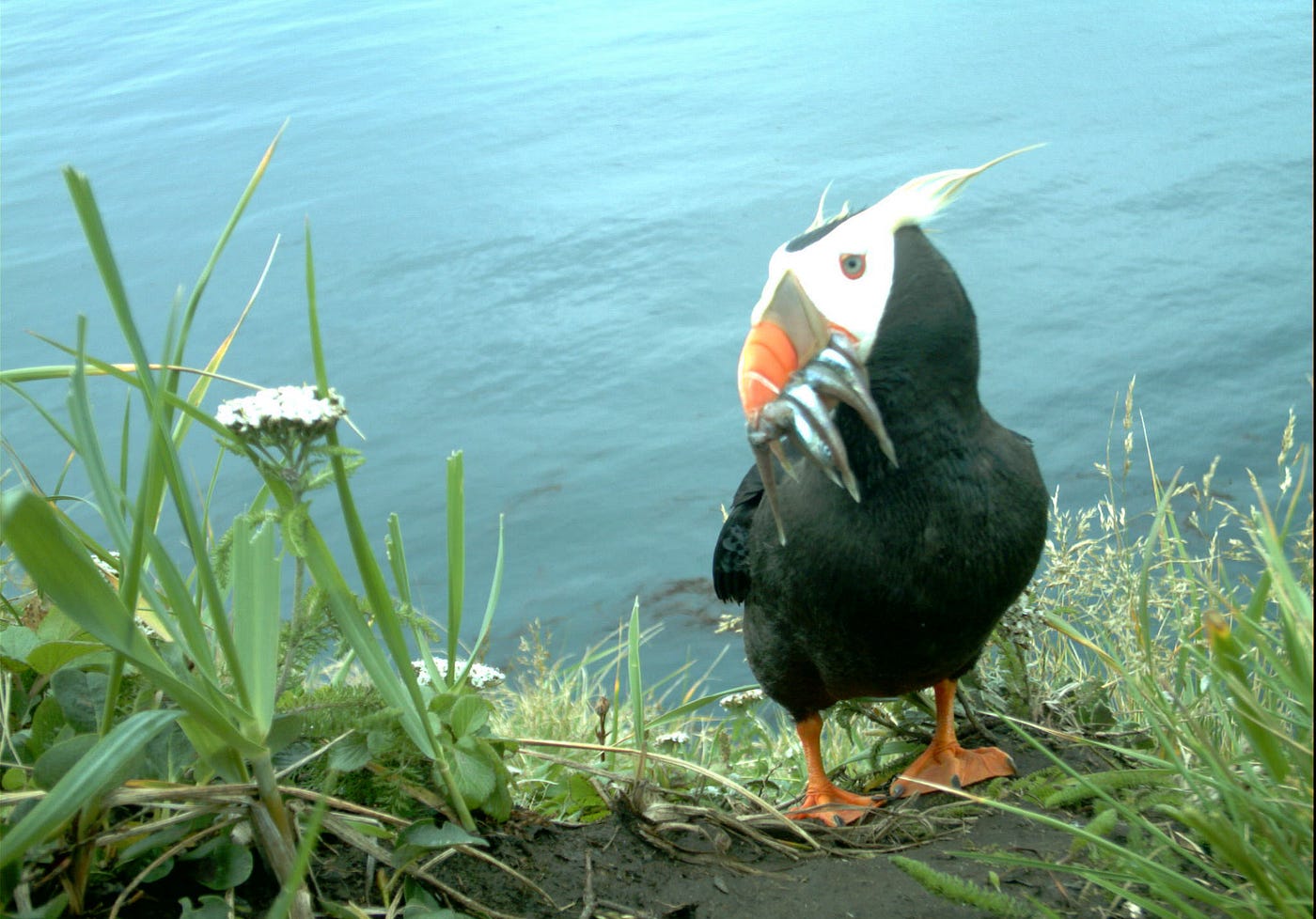 Tufted puffin standing near a burrow with fish in its beak