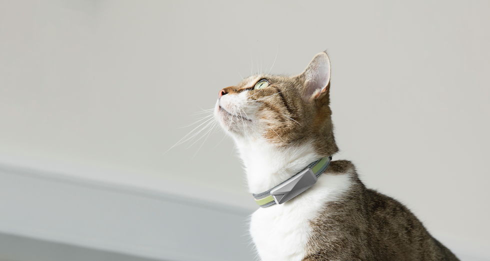 Collars on Cats Why your cat should be wearing one by Felcana Medium