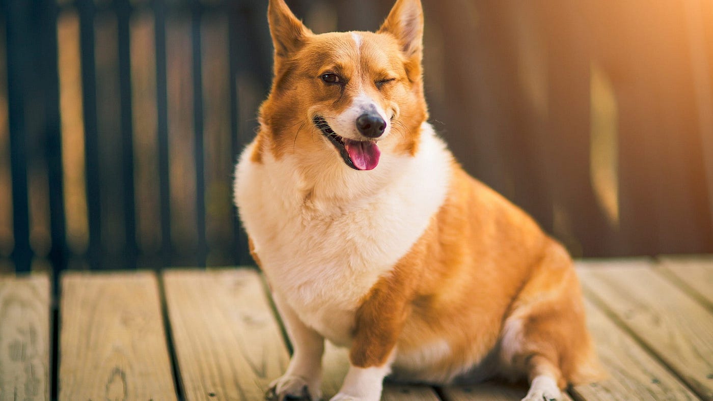 best dog breed for hobby farm best dog breed for hobby farm