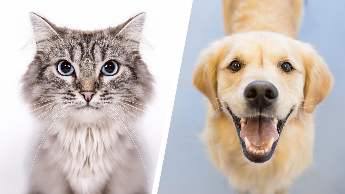 Image Classifier Cats🐱 vs Dogs🐶 by Greg Surma Towards Data Science