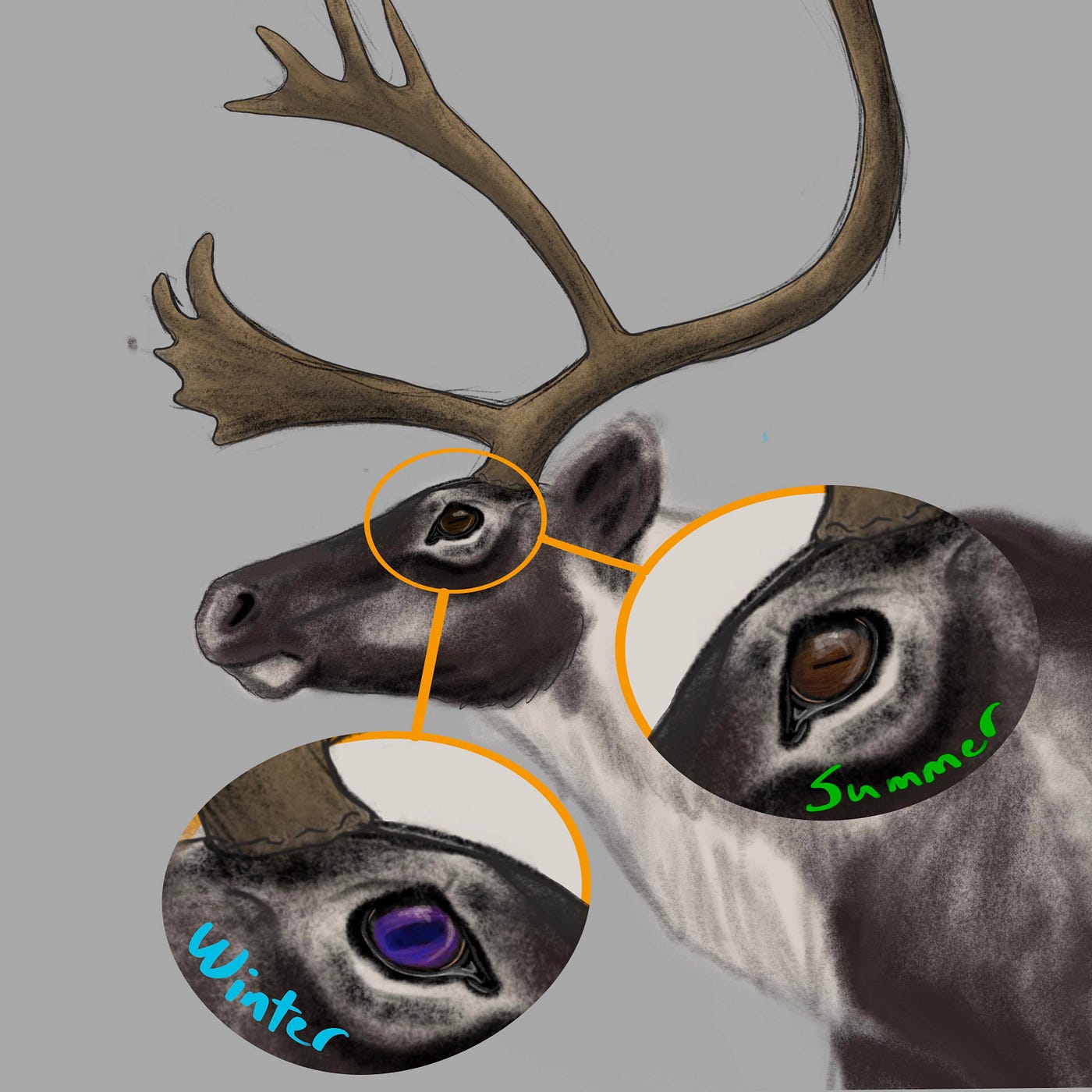 Color illustration of a caribou head showing two different closeup circles of the eye area. One has text saying “winter” and shows a blue eyeball with larger horizontal pupil. The other has text saying “summer” and shows a gold brown eyeball with a thin horizontal pupil.