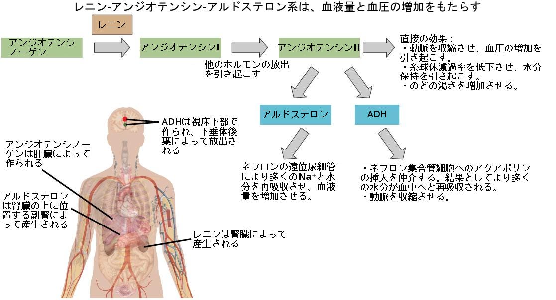 生物学 第2版 第37章 内分泌系 Japanese Translation Of Biology 2e By Better Late Than Never Medium