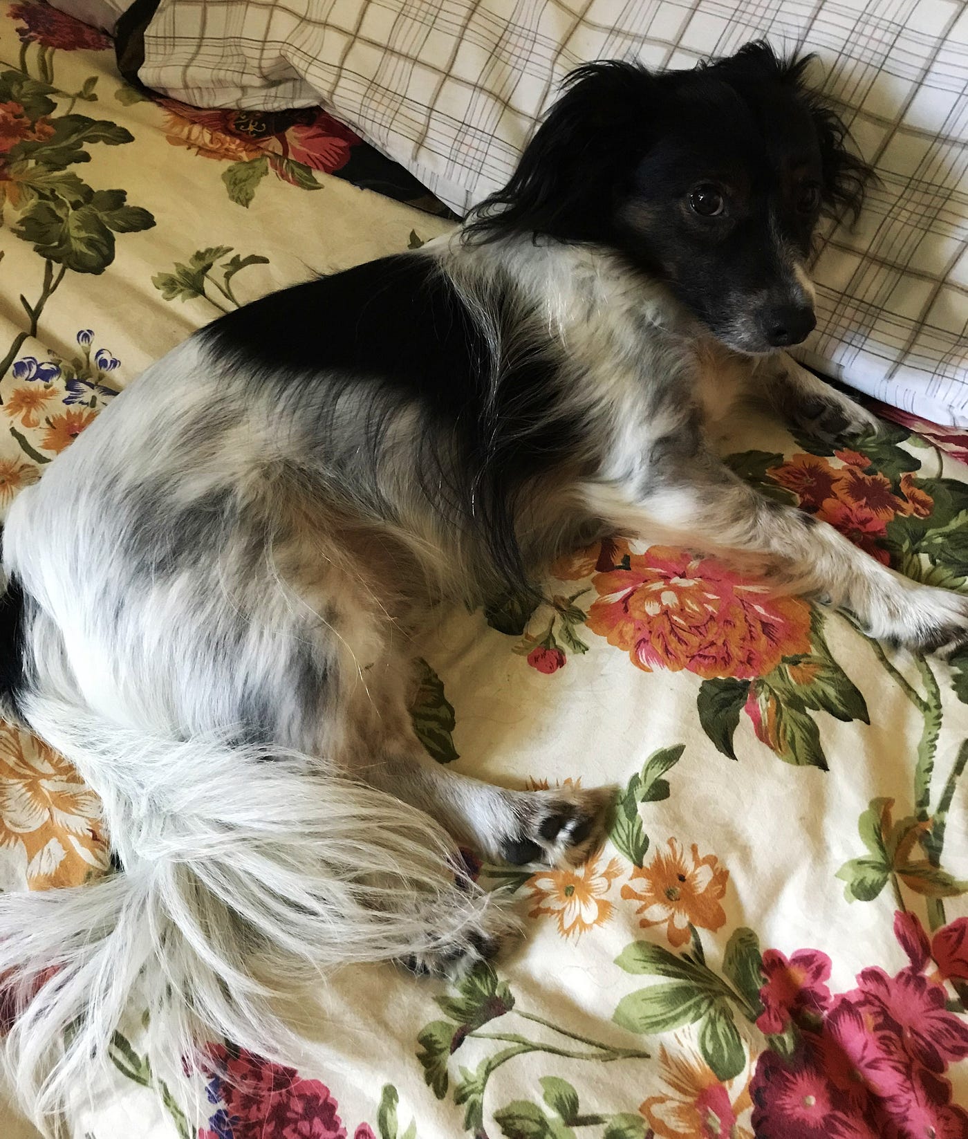 Jack, the rescue dog, relaxes on the bed